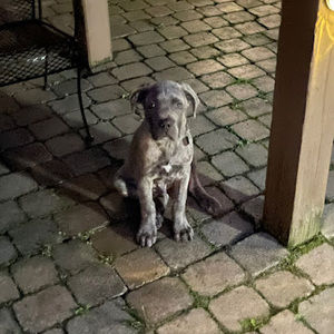 Meet your Posher, Weslee